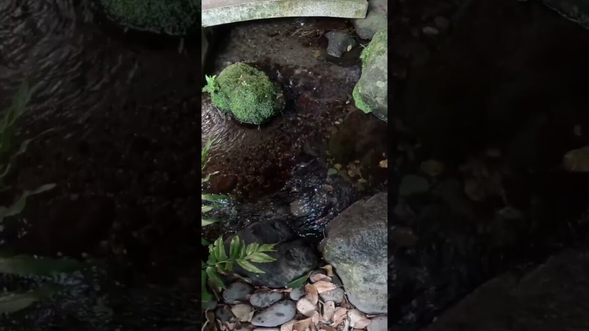 伊豆随一のパワースポット！｜静岡　三嶋大社｜mishimataisha shizuoka Japan